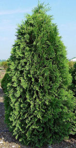 Hopkinton Stone & Garden Center | Trees, Shrubs, Plants | Hopkinton, MA