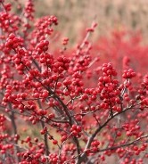 Winterberry Berry Nice_Hopkinton Stone & Garden