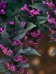 Beautyberry Pearl Glam_Hopkinton Stone & Garden
