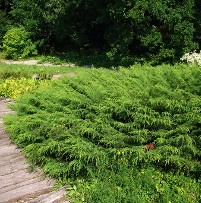 Siberian Cypress_Hopkinton Stone & Garden