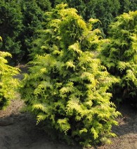 Golden Hinoki Cypress at Hopkinton Stone and Garden