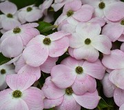 Stellar Pink Dogwood Blossoms at Hopkinton Stone and Garden