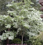 White flowering Fringetree Hopkinton Stone and Garden